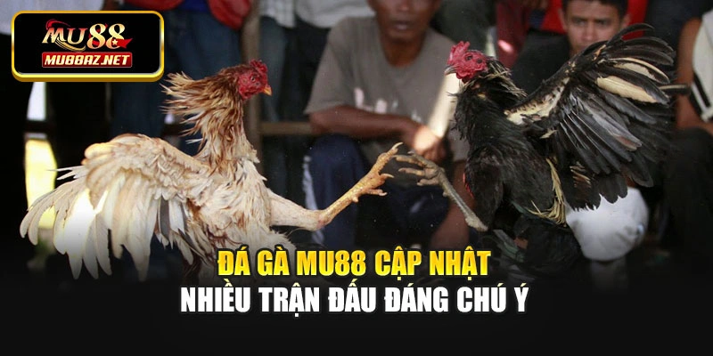 Đá gà MU88 cập nhật nhiều trận đấu đáng chú ý